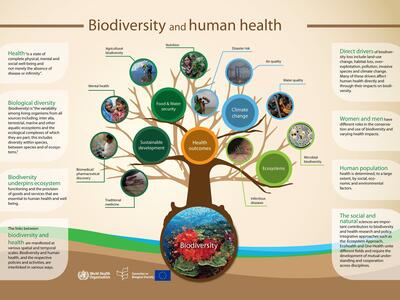 CBD's infographic: Biodiversity and Health
