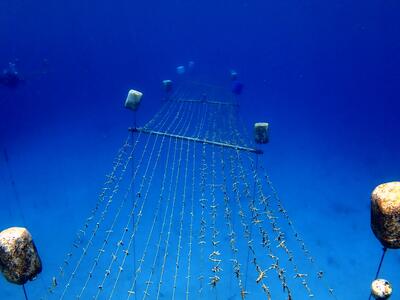 Horizontal rope nurseries and star-shaped frames used for large-scale coral reef restoration. / Photo: Corales de Paz