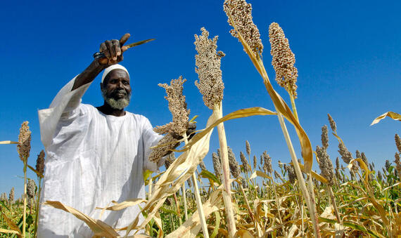 Farmer Harvests Sorghum Seeds in Sudan