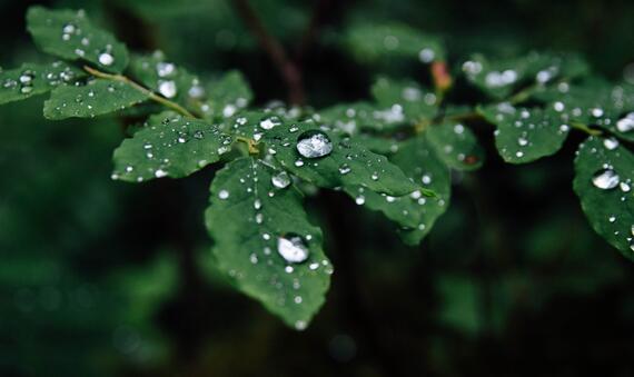 Leaf droplets 1 