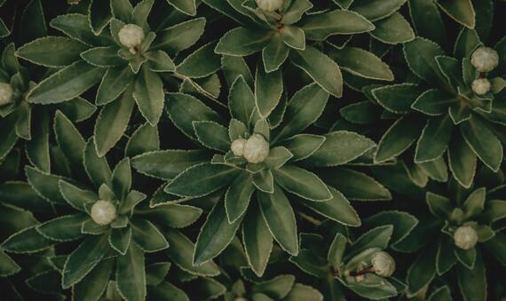 Budding Nippon Daisies