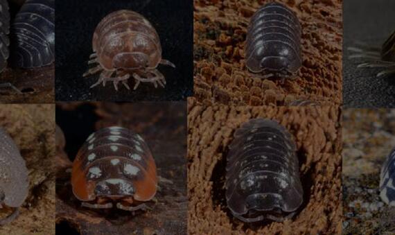 armadillidium-by-jorg-freyhof-dark.jpg