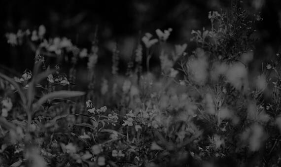 In Memoriam: Orestes Plasencia