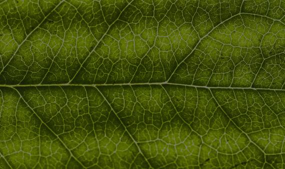 Leaf veins