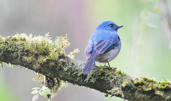 PaleBlueFlyCatcherByIdaRohaida