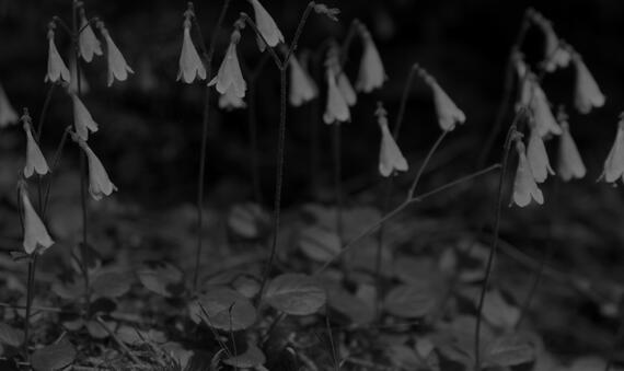 linnaea-borealis-bw.jpg
