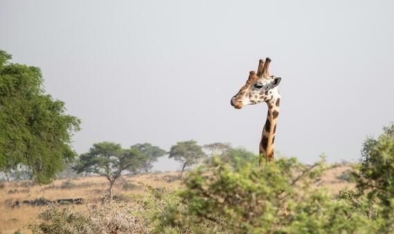 Giraffe Uganda 1