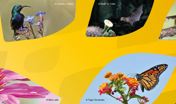 IPI 2025 Banner Final