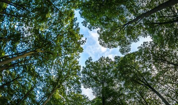 Mike Van Schoonderwalt