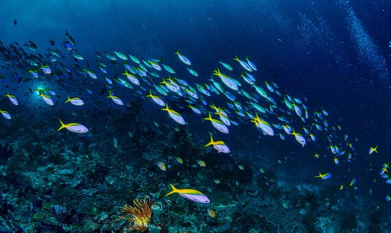 Marine biodiversity